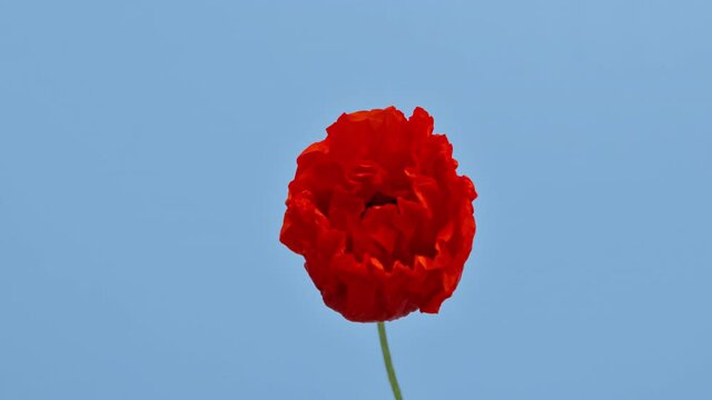Time lapse opening wild poppy flower on blue background