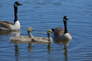 A Canadian Goose Family in the Water