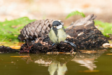 carbonero común (Parus major) bebiendo y bañandose en la charca 