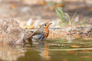 petirrojo europeo (Erithacus rubecula) bañandose en el estanque del parque 