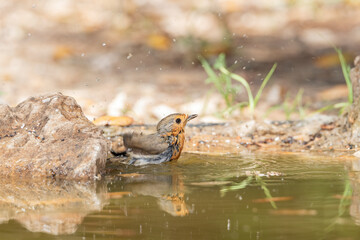 petirrojo europeo (Erithacus rubecula) bañandose en el estanque del parque 