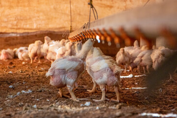 Pollos