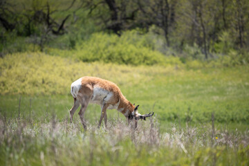 Naklejka na ściany i meble Wild Pronghorn Deer in the Black Hills of South Dakota
