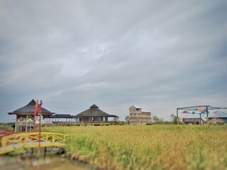 Rice fields in Palembang, South Sumatra, Indonesia