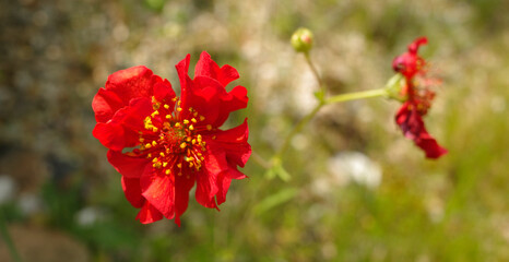 Red potentilla flower. They are also called cinquefoils,  five fingers or silverweeds - obrazy, fototapety, plakaty
