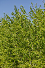 Fototapeta premium Green Trees against a Blue Sky