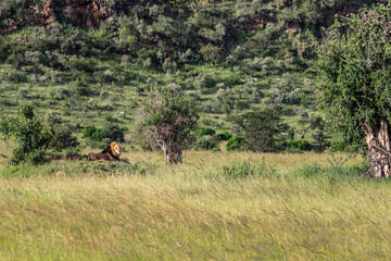 Obraz na płótnie Canvas Maasai Mara National Park Safari Tour