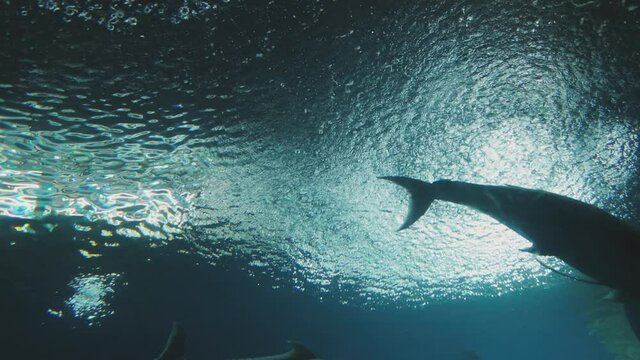 Top view of underwater deep blue ocean during raining seeing ripple and wave water on surface and fishes are swimming with sunlight. I took at aquarium and large fish tank showing animal life. 