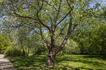 Fototapeta na wymiar Bird cherry tree or Latin Prunus maackii also Padus maackii with white flowers and green leaves blooms in sunny spring day in the park