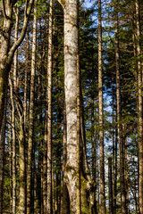 Obraz premium Trunks of coniferous trees among which the blue sky can be seen, in a mountain forest