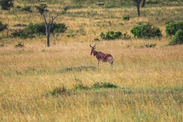 Naklejka na ściany i meble Maasai Mara National Park Safari Tour