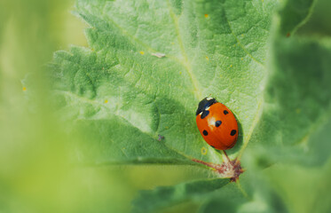 Obraz premium ladybird on a leaf