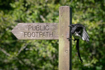 A magpie pica pica, landing on a public footpath wooden post