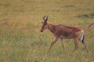 Maasai Mara National Park Safari Tour