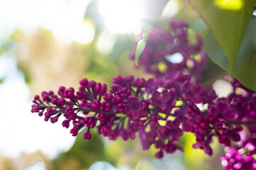 Flieder mit lila Blüten im Sonnenlicht