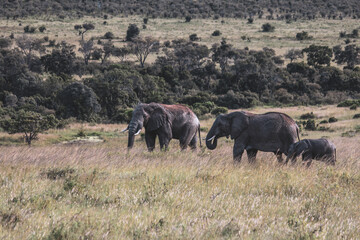 Maasai Mara National Park Safari Tour