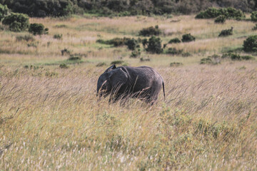 Fototapeta premium Maasai Mara National Park Safari Tour