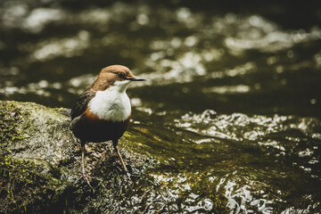 Wasseramsel im Bach