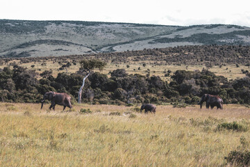 Maasai Mara National Park Safari Tour