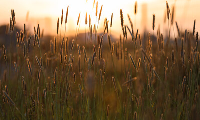 Piękne trawy polne w blasku porannego słońca, złote piękne kolory, promienie słoneczne - obrazy, fototapety, plakaty