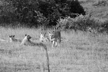 Maasai Mara National Park Safari Tour