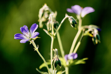 geranium sylvaticum