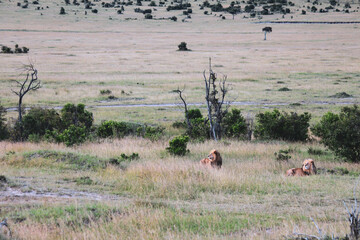 Maasai Mara National Park Safari Tour