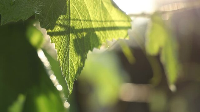 Green grape leaves in the rain on the sunset light background