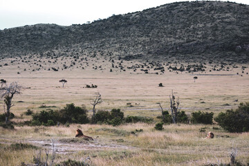 Maasai Mara National Park Safari Tour