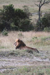 Maasai Mara National Park Safari Tour