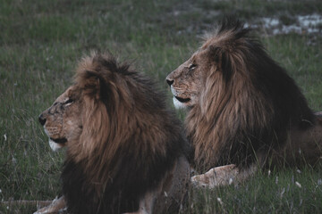 Maasai Mara National Park Safari Tour