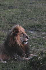 Maasai Mara National Park Safari Tour