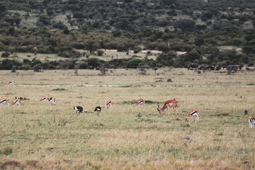 Maasai Mara National Park Safari Tour