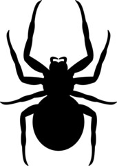 Black spider silhouette detailed. Vector nature logo on white background isolated
