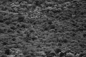Maasai Mara National Park Safari Tour