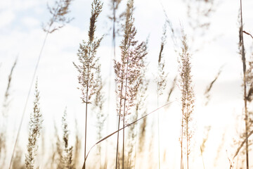 Dry grass-panicles of the Pampas against the sky. Nature, decorative wild reeds, ecology