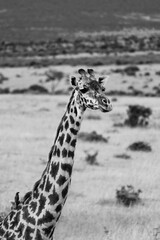 Maasai Mara National Park Safari Tour