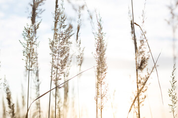 Dry grass-panicles of the Pampas against the sky. Nature, decorative wild reeds, ecology