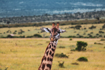Maasai Mara National Park Safari Tour