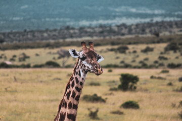 Maasai Mara National Park Safari Tour