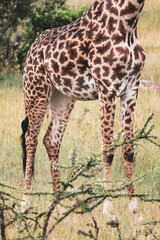 Maasai Mara National Park Safari Tour