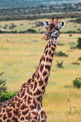 Maasai Mara National Park Safari Tour