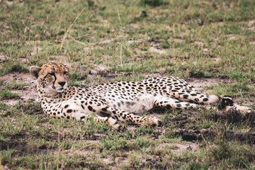 Maasai Mara National Park Safari Tour