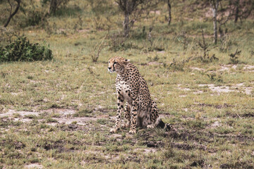Maasai Mara National Park Safari Tour