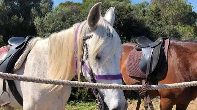 Reitpferde an eine Leine angepflockt.