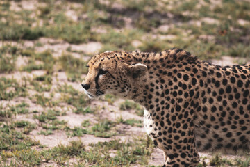 Maasai Mara National Park Safari Tour