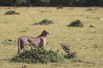 Maasai Mara National Park Safari Tour