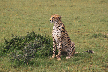 Maasai Mara National Park Safari Tour