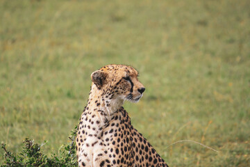 Maasai Mara National Park Safari Tour © Michael
