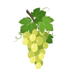 Green or white table Grapes bunch with berries and leaves
